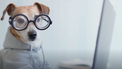 a small tan dog with a long nose wearing black round thick glasses sitting at a computer facing camera